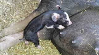 Our Berkshire Sow is farrowing [upl. by Paff]