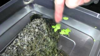 Turtle hatchlings munching on frogbits  3 weeks old [upl. by Eidolem]