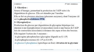 METABOLISME GLUCIDIQUE [upl. by Strephon]