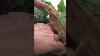 Feeding Tokyo our crested gecko a little banana Repashy food 🍌🦎🍴 [upl. by Davison]