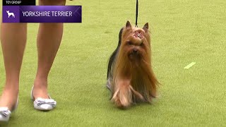 Yorkshire Terriers  Breed Judging 2024 [upl. by Zitah]