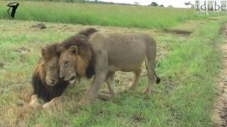 Majestic Male Lions In Africa The Mapogos [upl. by Jamilla]