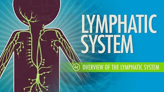 Lymphatic System Crash Course Anatomy amp Physiology 44 [upl. by Sherrill]