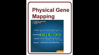 Physical Mapping in Genes  A Primer  2024 [upl. by Alejna]