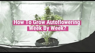 Autoflowering Plants Week By Week Educational [upl. by Liamaj]