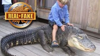 Kid Rides Live Alligator  Real or fake [upl. by Yarod]