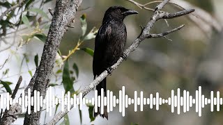 Spangled Drongo Call  Australian Bird Sounds amp Songs [upl. by Aliam]