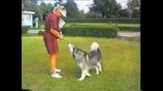 Alaskan Malamute Dog Trained in Obedience Tricks Backpacking amp Agility Μαλαμούτ Αλάσκας [upl. by Brower]