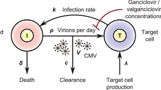 Pharmacology of Valganciclovir  Clinical uses Mechanism of action Side effects [upl. by Nosemyaj203]