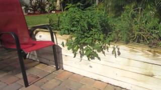 Raised bed gardening and horticultural therapy [upl. by Tabb766]