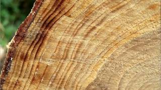 Earth 103 Tree Rings Explained [upl. by Anonyw]