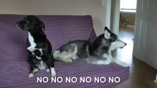 Mishka the Talking Husky is Mad  SUBTITLED [upl. by Ramirolg]