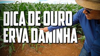 Controle das ERVAS DANINHAS para aumentar sua produtividade [upl. by Linder435]