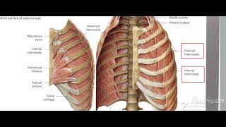 Intercostal muscles 2 [upl. by Nosyt]