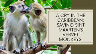 A Cry in the Caribbean Saving Sint Maartens Vervet Monkeys [upl. by Brinkema947]