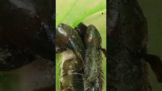 anabas fish🐟🐟 harvest form backward pond anabasfish ytshorts [upl. by Leuneb]