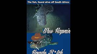 Coelacanth meme [upl. by Nerot586]