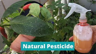 DIY PESTICIDE  HOMEMADE INSECT REPELLANT  Natural Pesticide for Plants  Effective Insecticide [upl. by Lemmuela840]