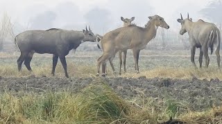 Nilgai [upl. by Eniarda]