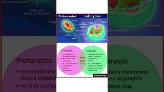 Prokaryotic and Eukaryotic cells difference neet [upl. by Hayman]