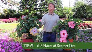 3 Easy Tips for Growing Tropical Hibiscus [upl. by Earesed]