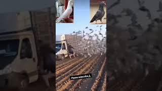 Subscribe pigeon lover🕊🕊🕊🕊🕊🕊🤑🤑🤑🤑🤑🤑🤑🤑🤑 [upl. by Pradeep384]