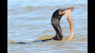 VOZ y LLAMADOS Cormorán Neotropical Nannopterum brasilianum quotAlas Resilientesquot Resiliente MX [upl. by Cooperman697]