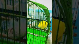 Birds preening cutebirds budgies [upl. by Iman]