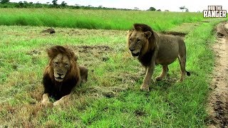 Archive Mapogo Lion Footage Makulu Mapogo And MrT [upl. by Janelle94]