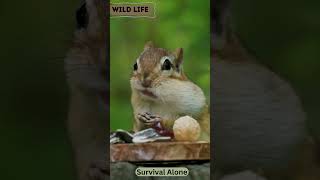 Adorable Animal Chipmunk Animal BehaviorBeauty of Nature Animal shorts shortsvideo wildlife [upl. by The43]