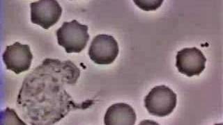 Crawling Neutrophil Chasing a Bacterium [upl. by Belford]