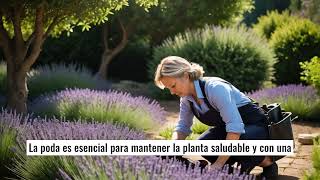 La lavanda una planta mágica [upl. by Verdha250]