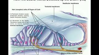 Anatomy  Hearing Part 2  Functions of Cochlea amp Organ of Corti [upl. by Tanney]