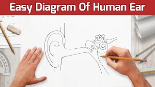 Human Ear Diagram  Human Ear Diagram Easy to Draw  Ear Diagram [upl. by Edaw]