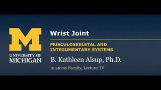 Joints Radiocarpal Wrist Joint [upl. by Cappella435]