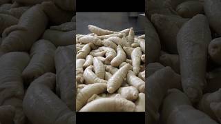 Seitan Wheat Gluten Mass Production  Food Factory Shorts [upl. by Aydne]