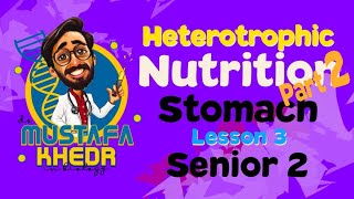 Biology  heterotrophic nutrition  part 2  stomach [upl. by Reisfield646]