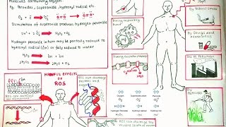 Reactive Oxygen Species and oxidative stress [upl. by Sirrom]