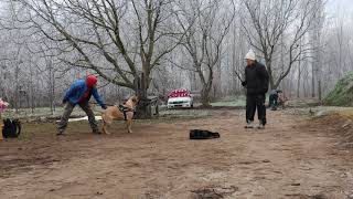 Bullmastiff dog training 202010 [upl. by Knoll]