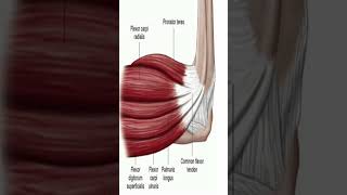 Anatomy Anterior Forearm Muscles shorts [upl. by Schmeltzer738]