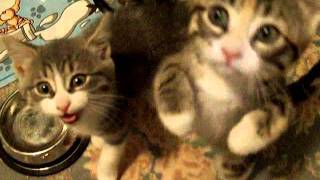 FUNNY KITTENS MEOWING FOR FOOD [upl. by Chaudoin]