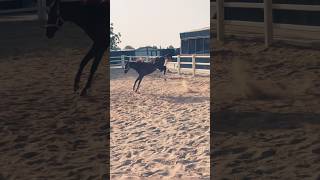 👟🐎satisfying horses shots youtubeshort satisfying horse [upl. by Asilenna]