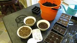 Improve Seed Germination PreMoisten Bottom Water and Pack Seed Cells  The Rusted Garden 2014 [upl. by Simetra]