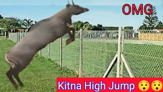 Nilgai High Jump how the Nilgai cross the wires of farm [upl. by Pallaten106]