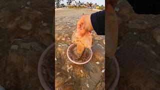 Rescue mission part 5 Over 100 jellyfish safely returned to their home 🌴 [upl. by Barnett]