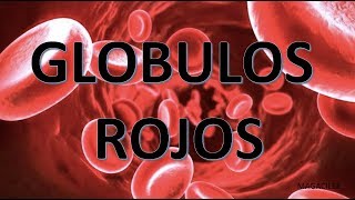 GLOBULOS ROJOS [upl. by Enined]