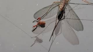 Pseudoscorpion with giant meal  riding along when the insect flies around [upl. by Avie]