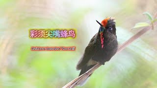 Rainbow bearded Thornbill 20240317 [upl. by Yelram]