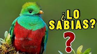 10 Datos Sorprendentes Del QUETZAL ¡Que no Sabias  CURIOSIDADES [upl. by Bondie]