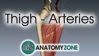 Thigh Arteries  3D Anatomy Tutorial [upl. by Manda]